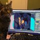 Cat sitting in front of computer monitor